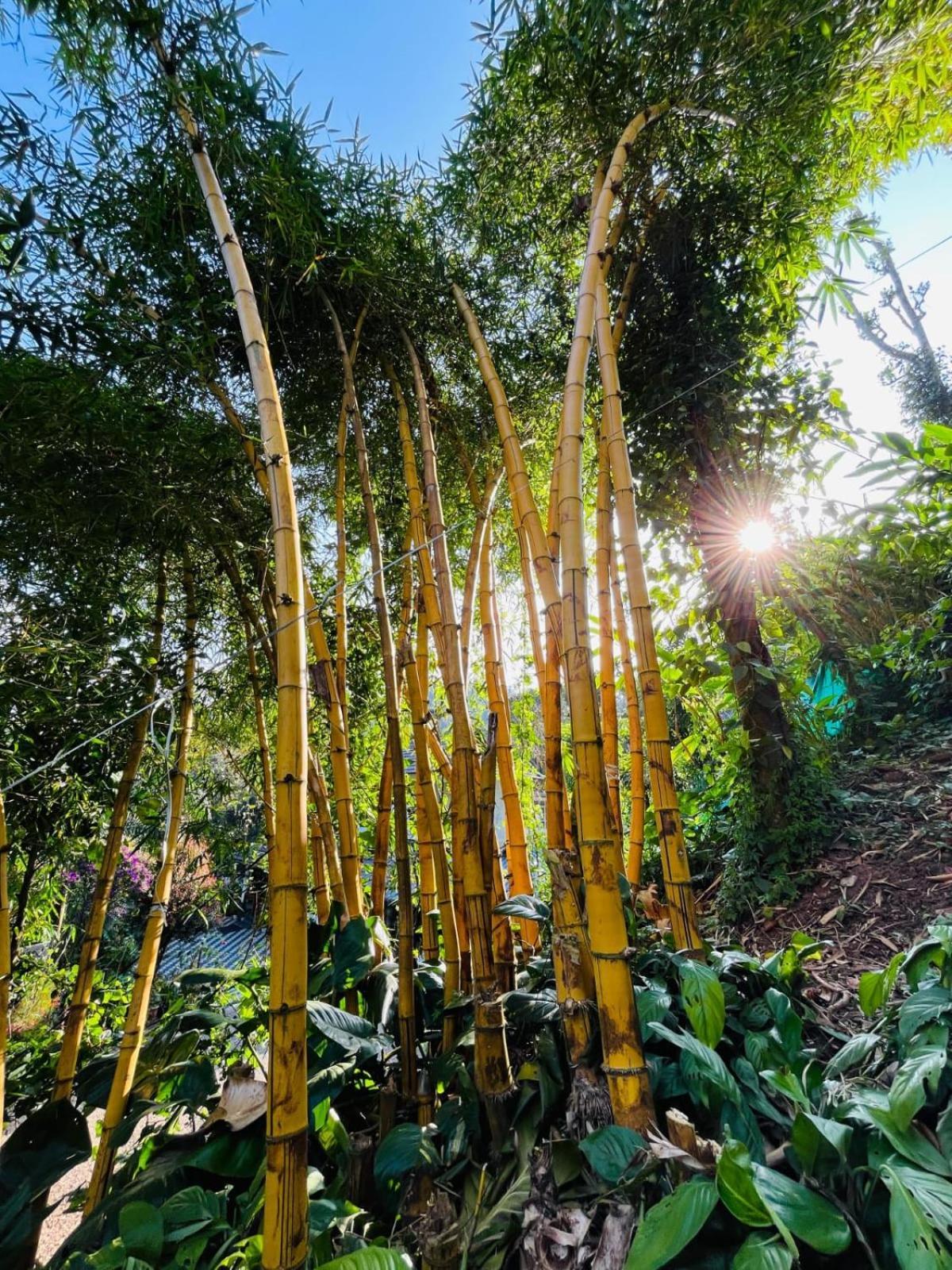 Lush Acres Villa Thekkady Eksteriør bilde